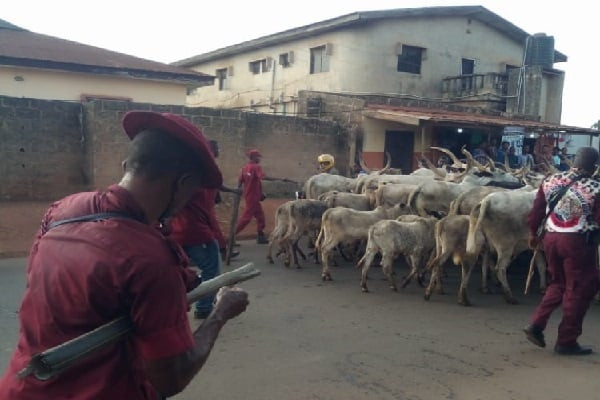 Anti-grazing law: Amotekun and soldiers clash over arrest of cows that destroyed farmlands in Ondo (videos)