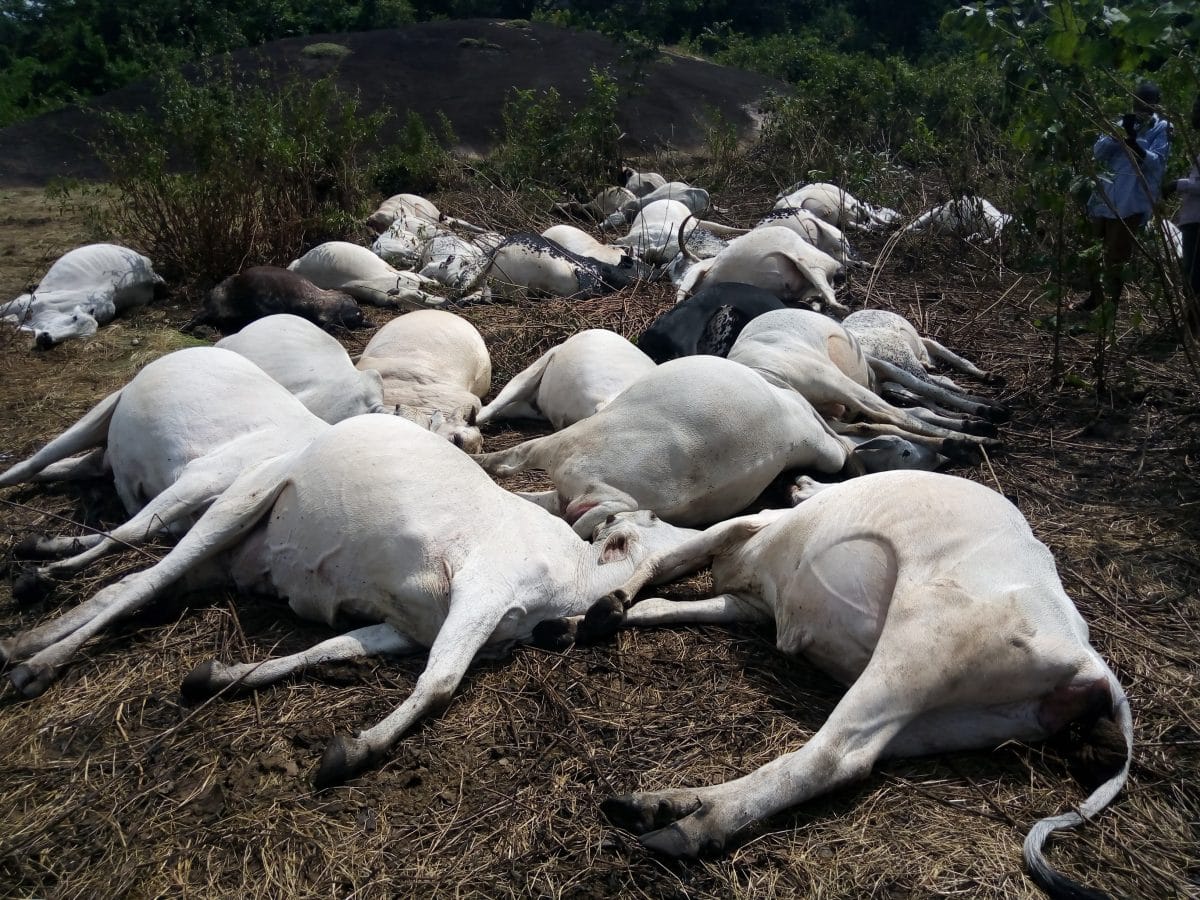 Over 20 cows die mysteriously in Kogi