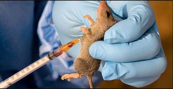 Lassa fever kills six in Gombe, one receiving treatment