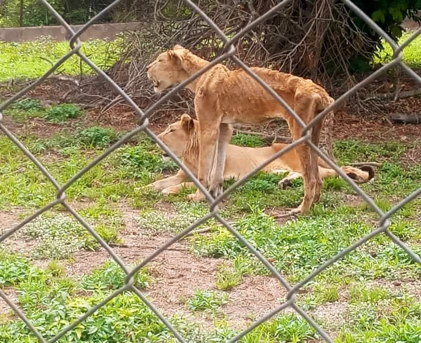 Man shares photo of malnourished lions at Jos Wildlife Park