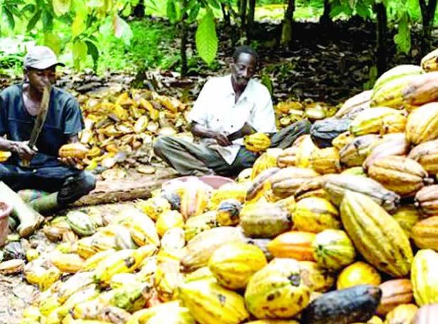 Norwegian agency, IITA, others seek improved cocoa production