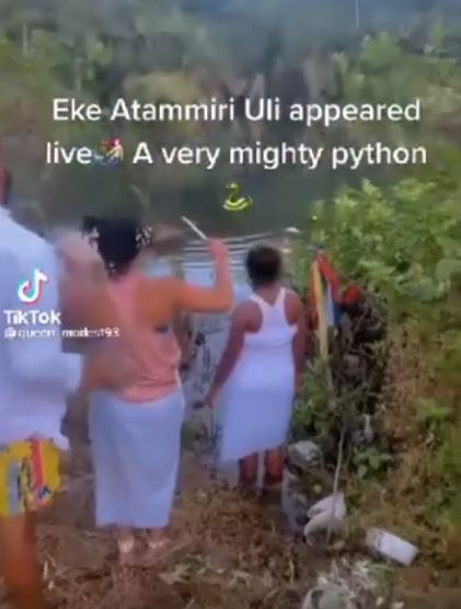 Moment a python 'took' a sacrifice at a river in Anambra state