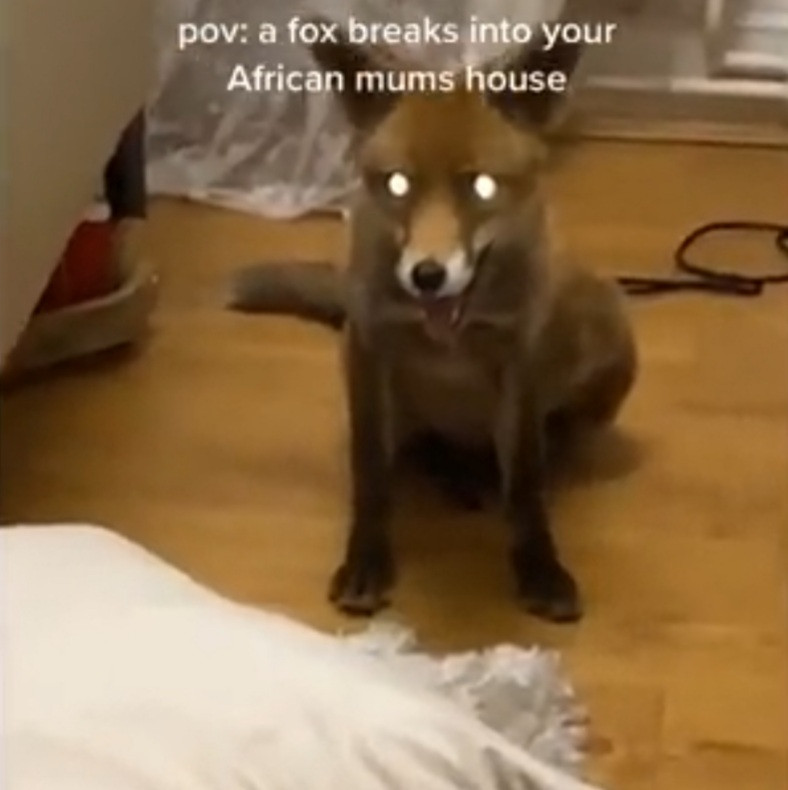 African mother goes spiritual as a fox breaks into her house