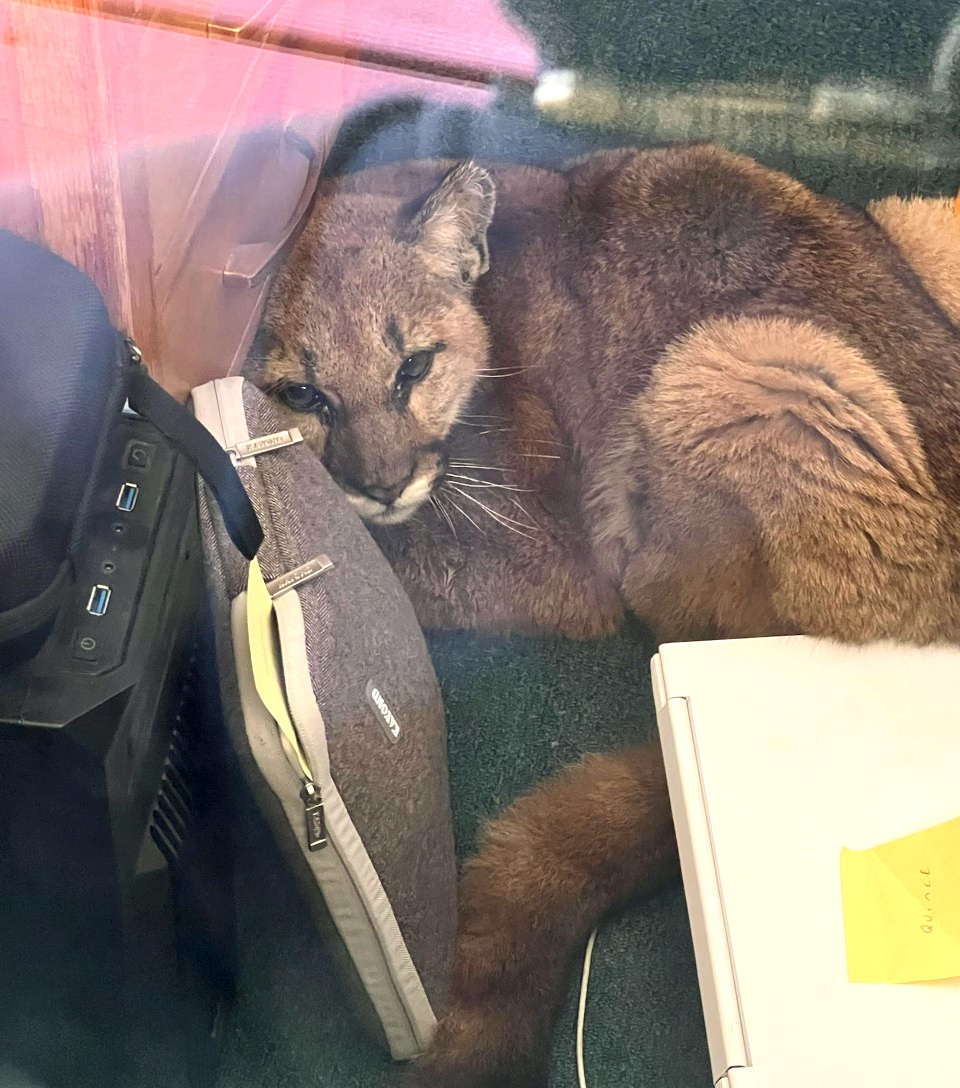 Mountain lion strolls into high school classroom in California