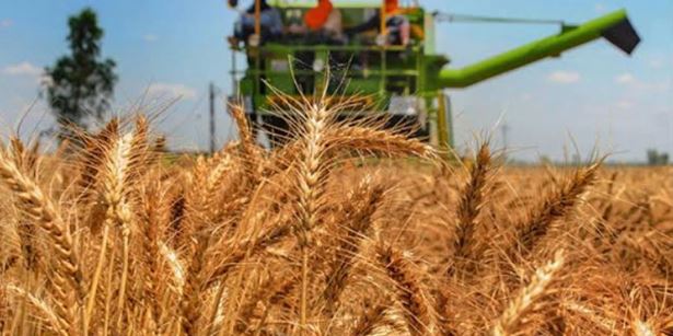 Northern Nigeria Flour Mills Plc declares dividend payment