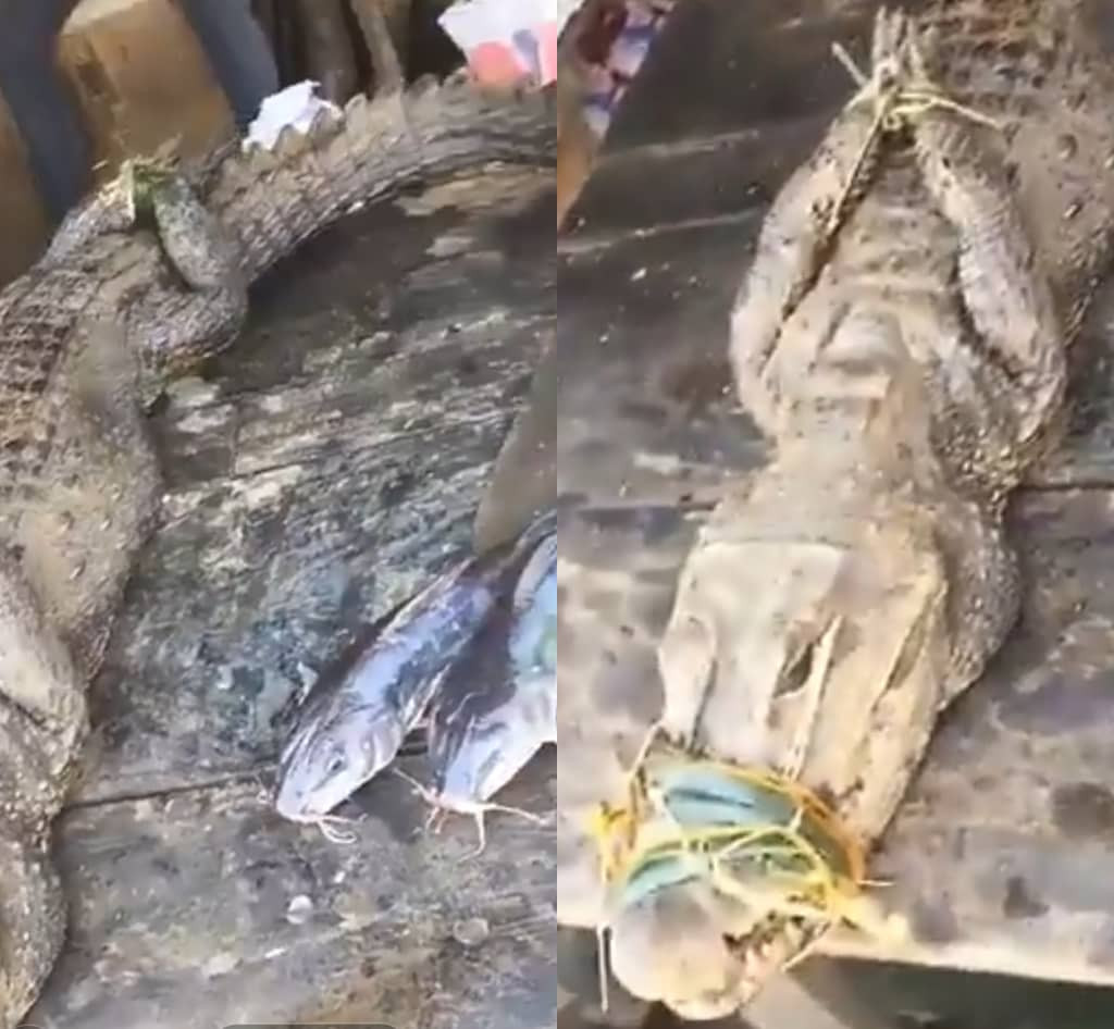 Crocodile spotted being sold at a market in Nigeria (video)