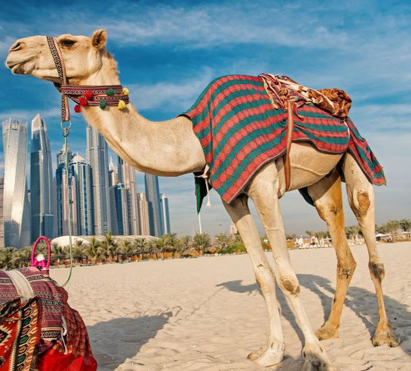 Influencers are allegedly being paid for wealthy Dubai men and camels to poo on them