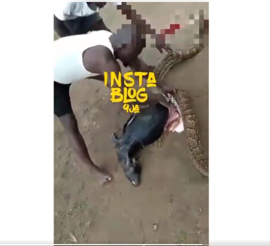 Python captured after it swallowed a very big goat in Oshodi, Lagos