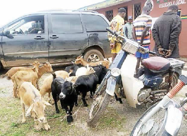 How we stole 43 goats during Osun-Lagos trips – Bus conductor